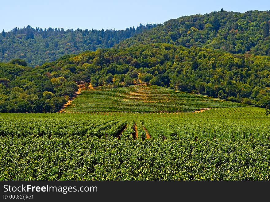 Vineyard in California in summer. Vineyard in California in summer