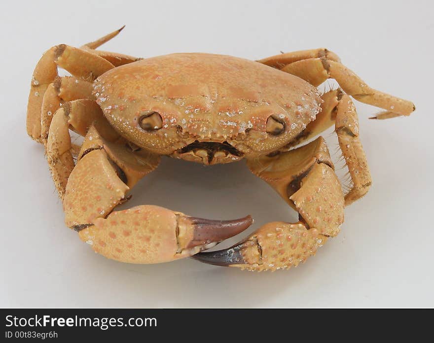 Crab on the white background