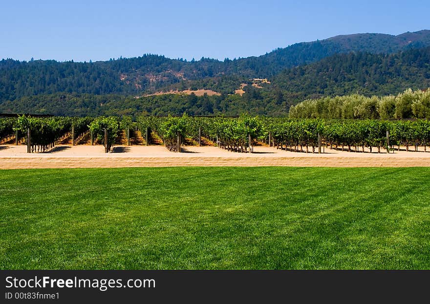 Vineyard in California in summer. Vineyard in California in summer