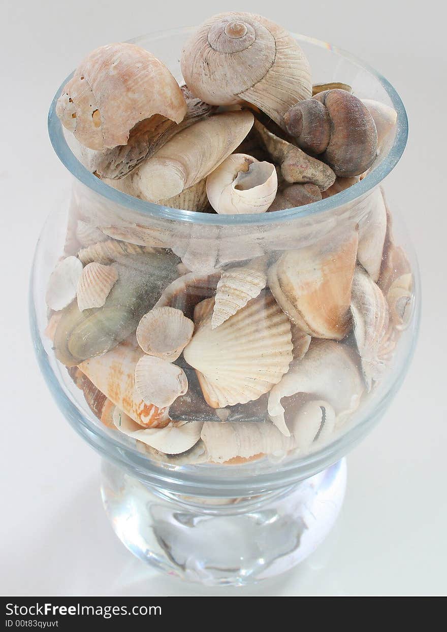 Seashells in vase