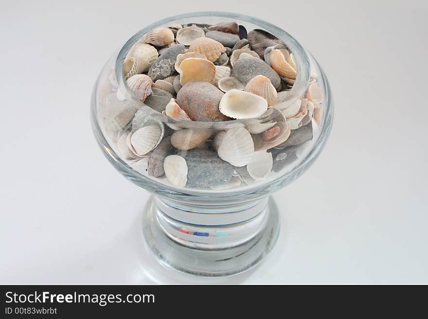 Seashells in vase