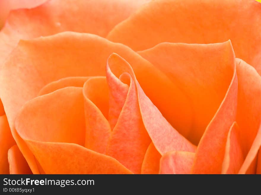 Macro shot of a rose nice detail great background. Macro shot of a rose nice detail great background