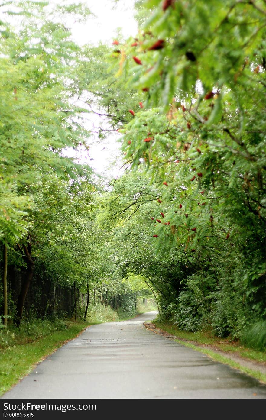 A gorgeous path during spring in michigan with lots of green trees. A gorgeous path during spring in michigan with lots of green trees