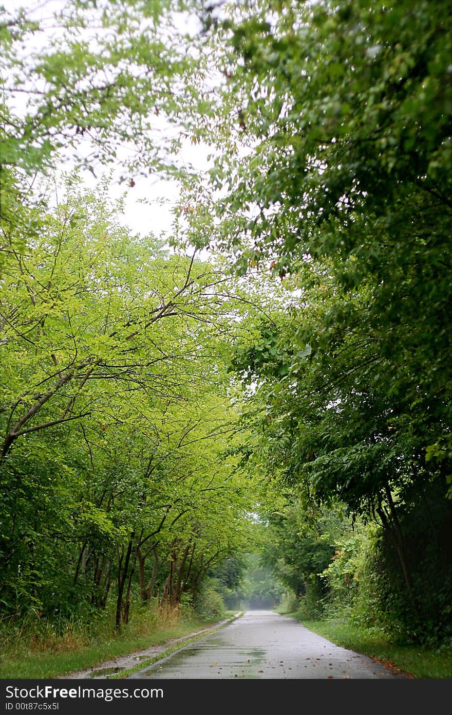 Foggy path