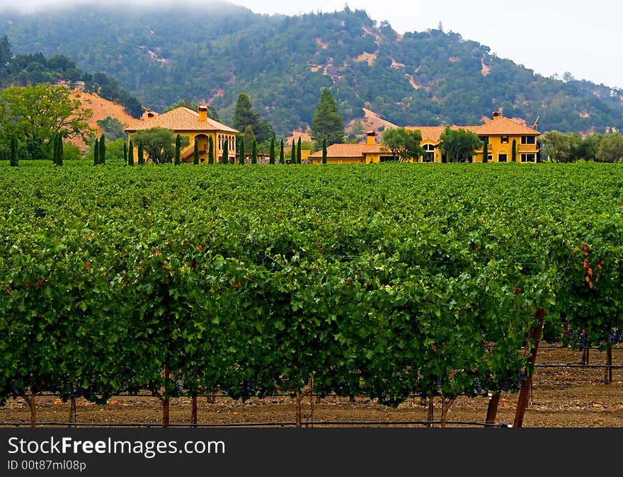 Winery in California in summer. Winery in California in summer