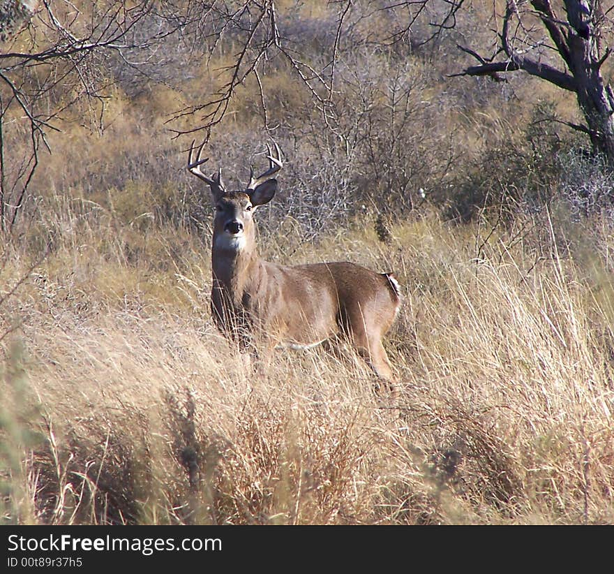 White-tailed buck standing in a open field taken in Texas