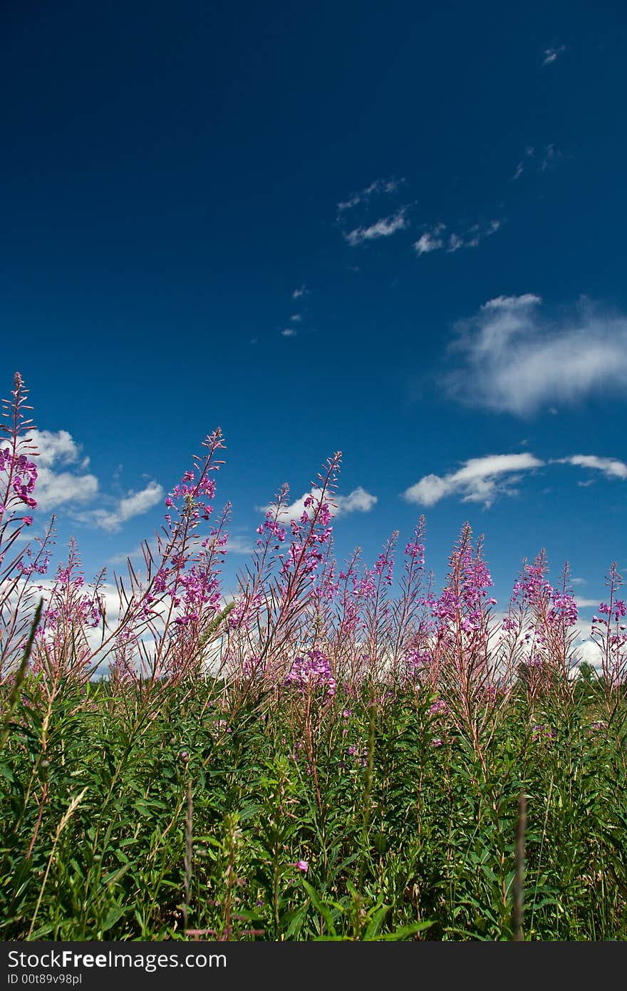 Rose-bay Field