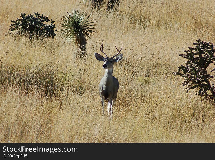 Shot of a mule deer buck in a open field taken in New Mexico