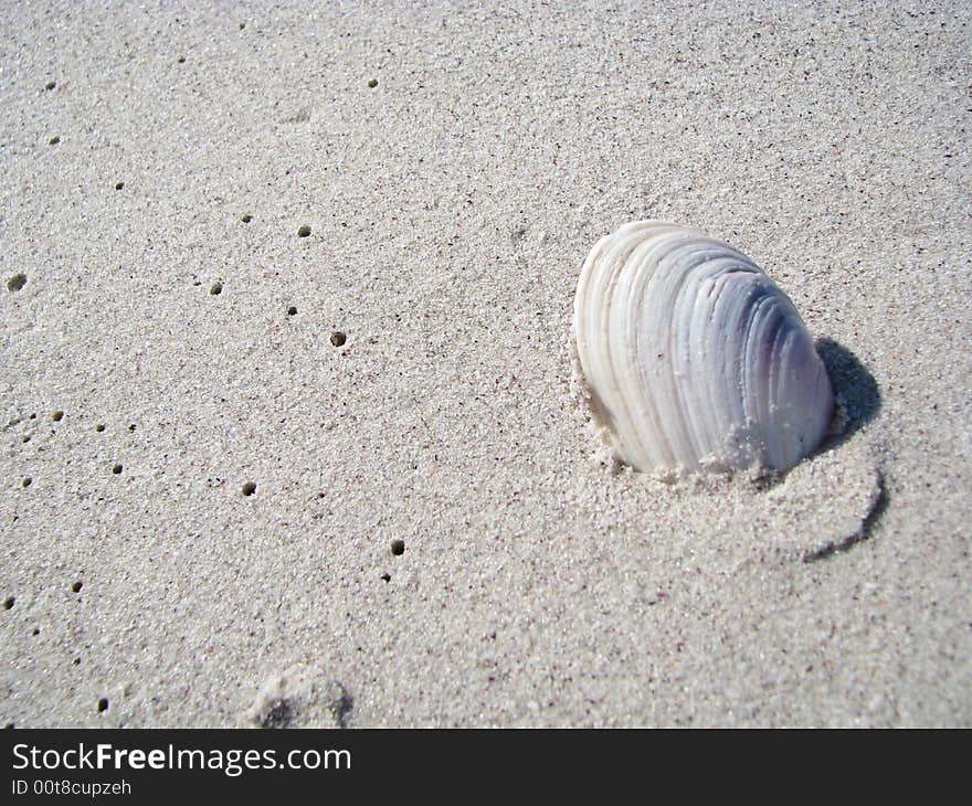 Shell sticking out of the sand on the beach. Shell sticking out of the sand on the beach