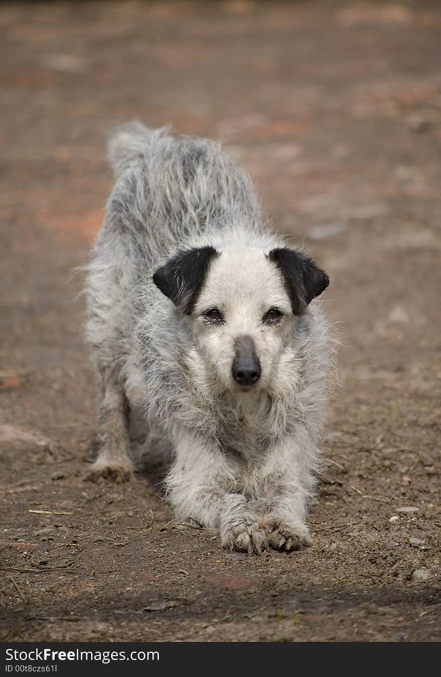 Portrait of a lonely dog