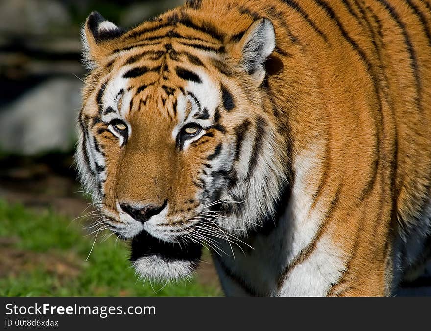 Close-up of Siberian Tiger