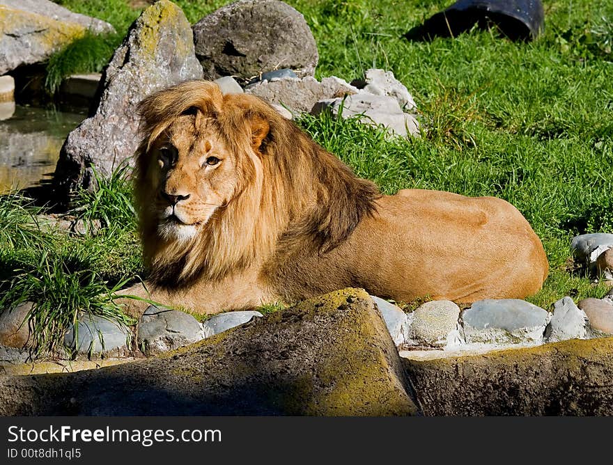 African Lion laying on the grass