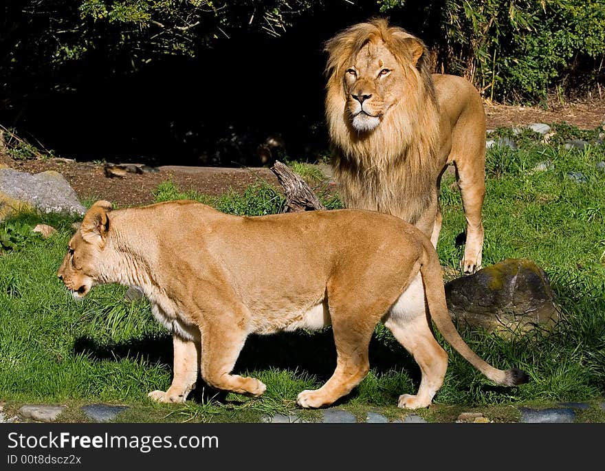 Male and Female African Lions