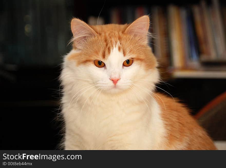 Young domestic cat sitting in front of bookshelves. Young domestic cat sitting in front of bookshelves