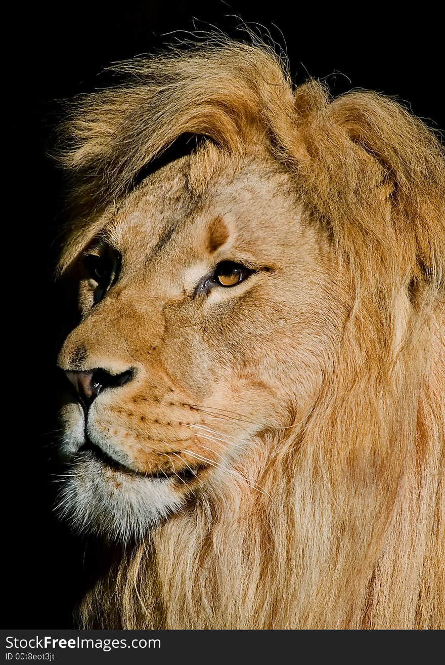 African Lion standing in the zoo