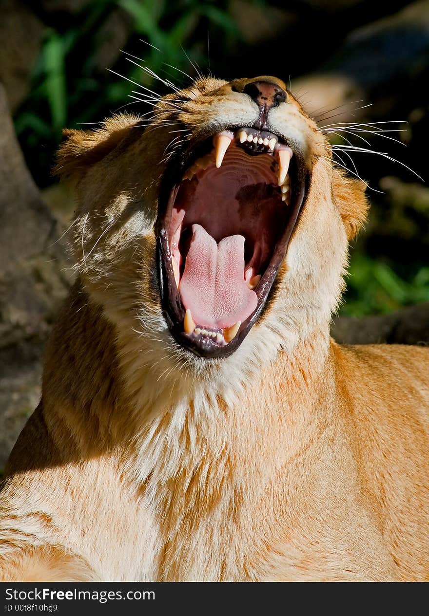 African Lion standing in the zoo