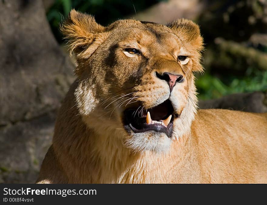 African Lion standing in the zoo