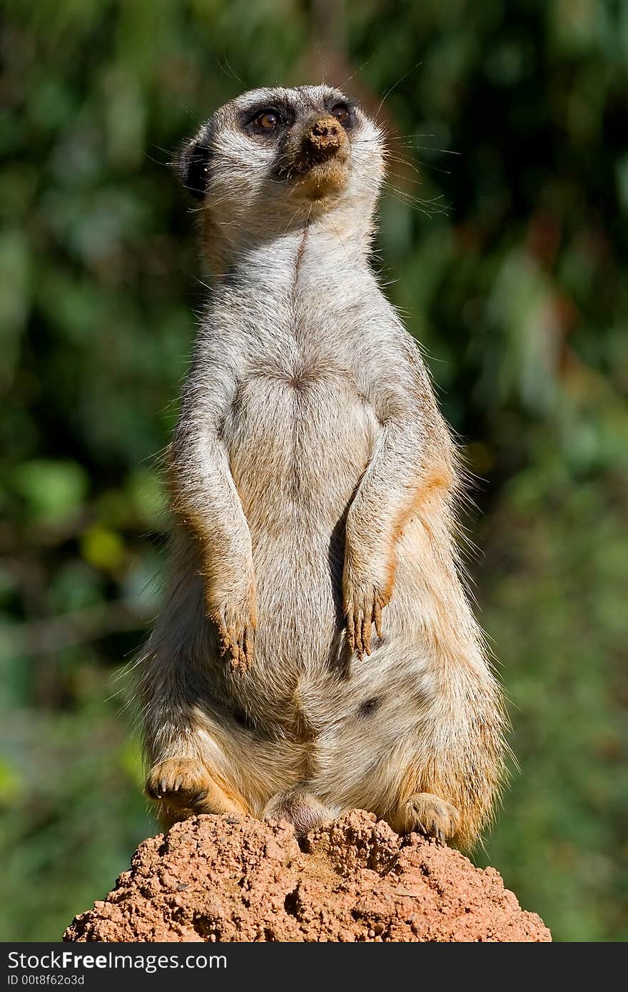 Slender-tailed meerkat on the look out