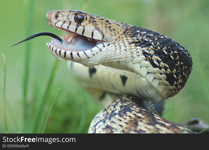 Close-up of a angry bullsnake taken in the guadalupe mountains in new mexico