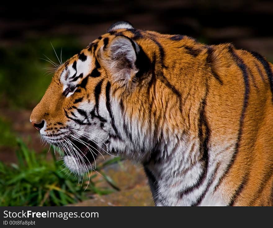 Close-up of Siberian Tiger