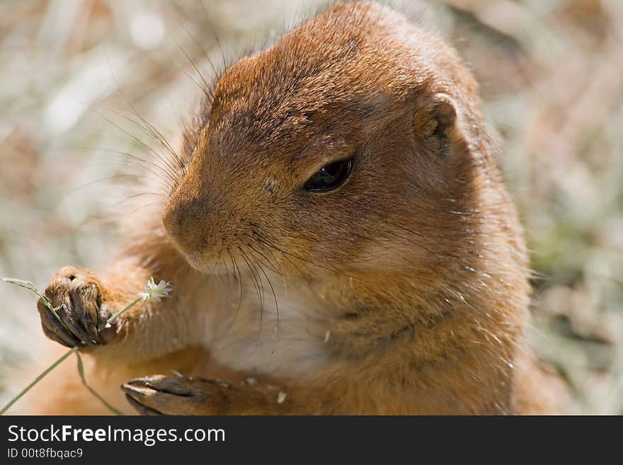 Black-tailed Prairie Dog