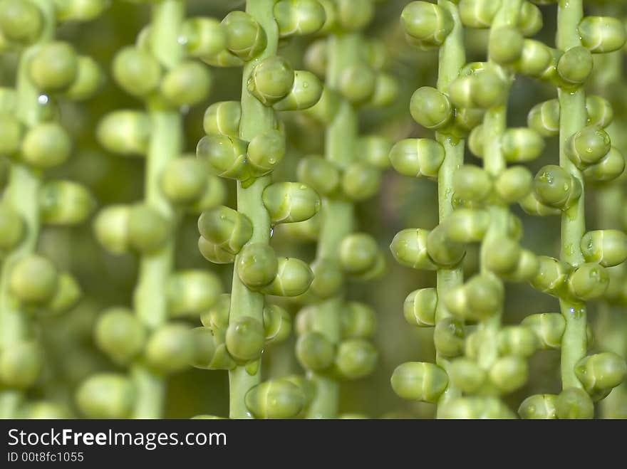 Green fruits with blur background