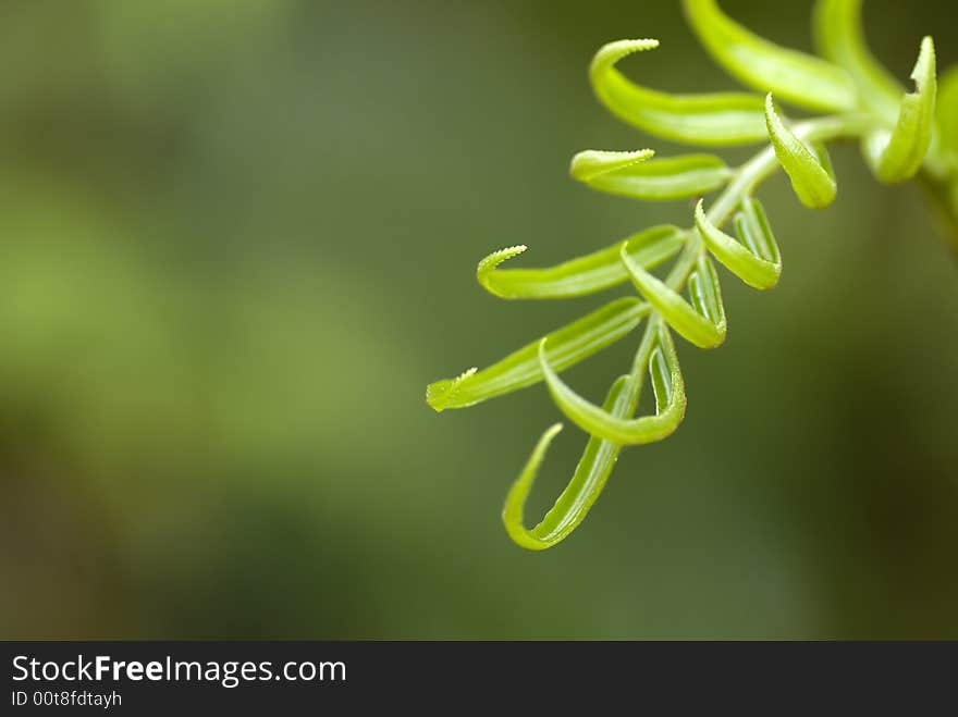 Fresh fernleaf with green background