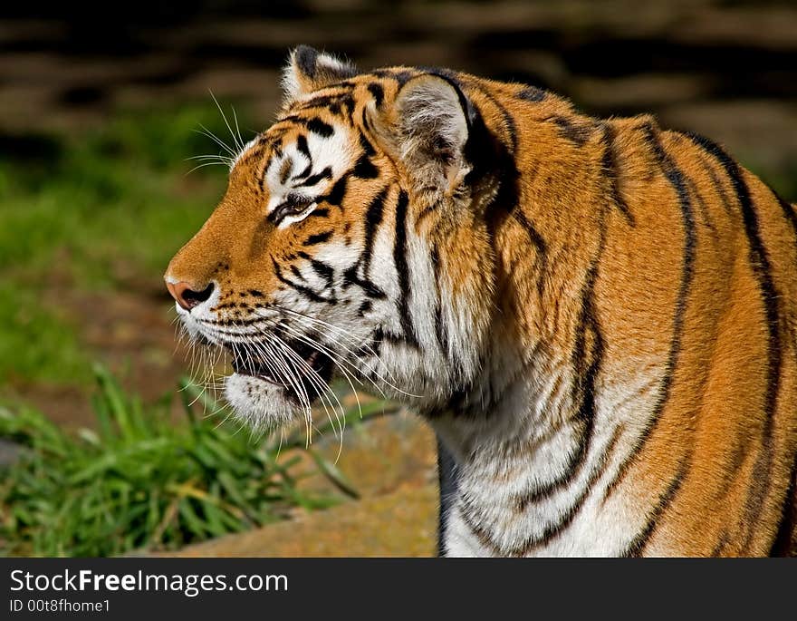 Close-up of Siberian Tiger