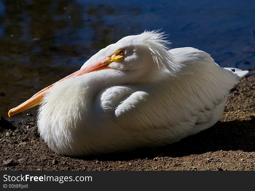 Pelican