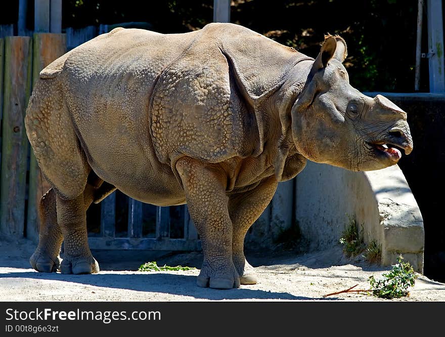 Horned Rhinoceros with horn cut off