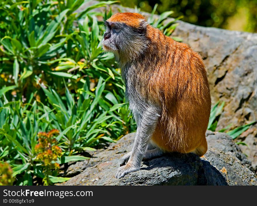 Patas monkey