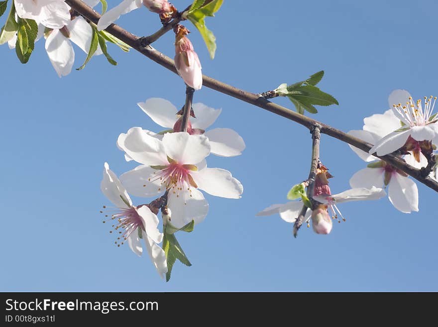 Blossom branch