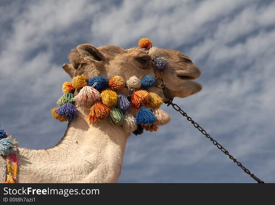 Camel head  on a background of sky