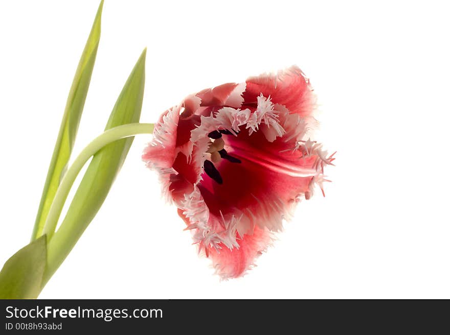 White-red tulip on a white background