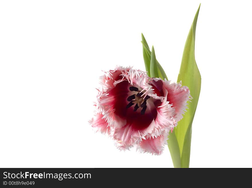 White-red tulip on a white background