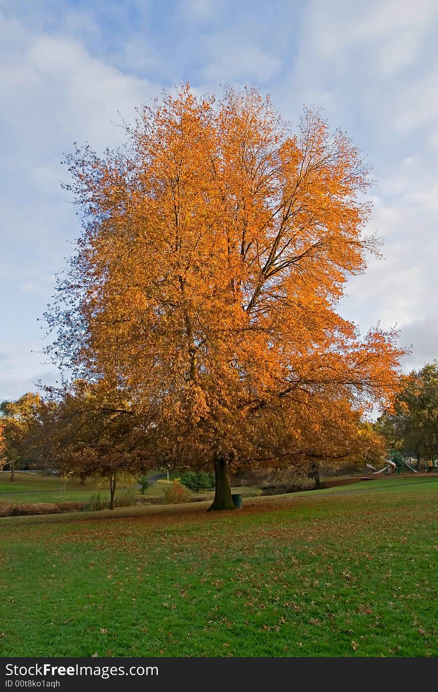 Autumn in a park in California