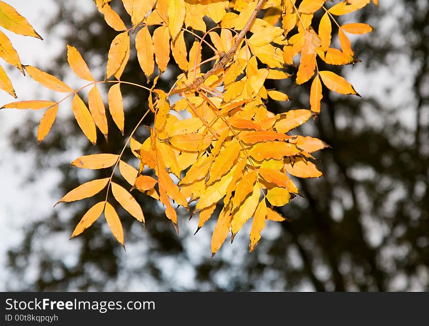 Close up of yellow leaves. Close up of yellow leaves