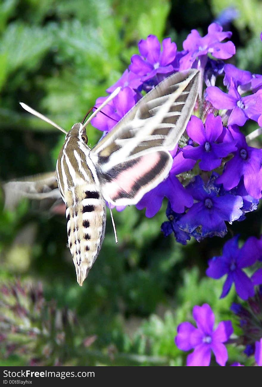 Butterfly Moth