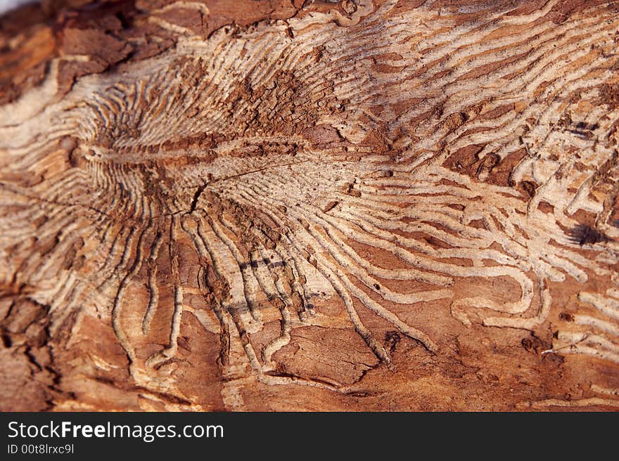 Traces of a life of bugs of trees eating a bark. Traces of a life of bugs of trees eating a bark