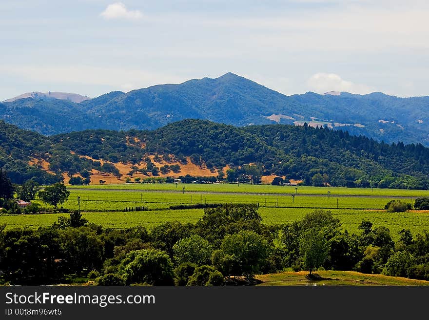 Vineyard in California in summer. Vineyard in California in summer