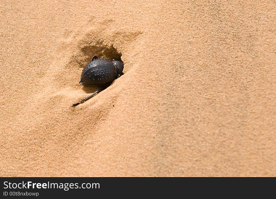 Black beetle dig a soft sand, Negev desert, Israel. Black beetle dig a soft sand, Negev desert, Israel