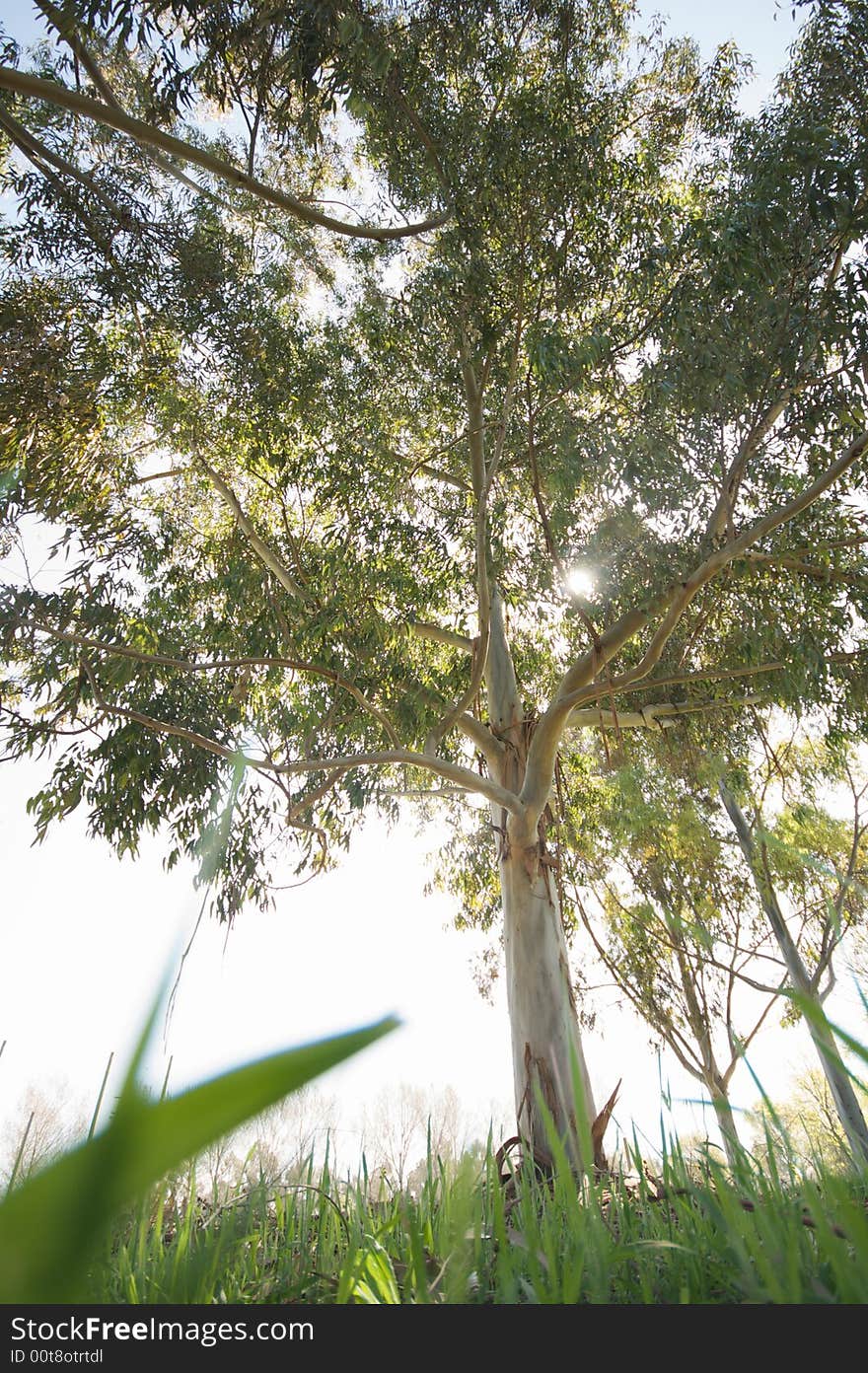 Eucalyptus from the grass. Seen from the point of view of someone relaxing in the mid-day sun.