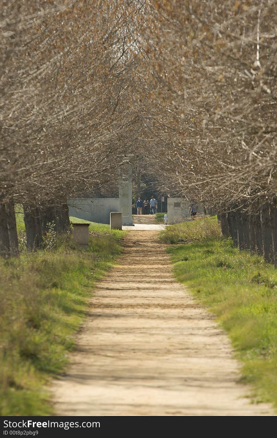 A Long Tree Lined Path In Winter