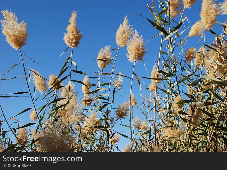 Wind in canes on a background of the blue sky. Wind in canes on a background of the blue sky