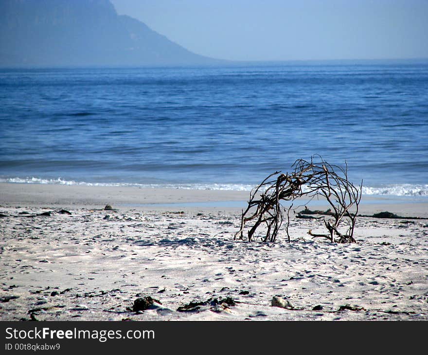 Sticks on Beach