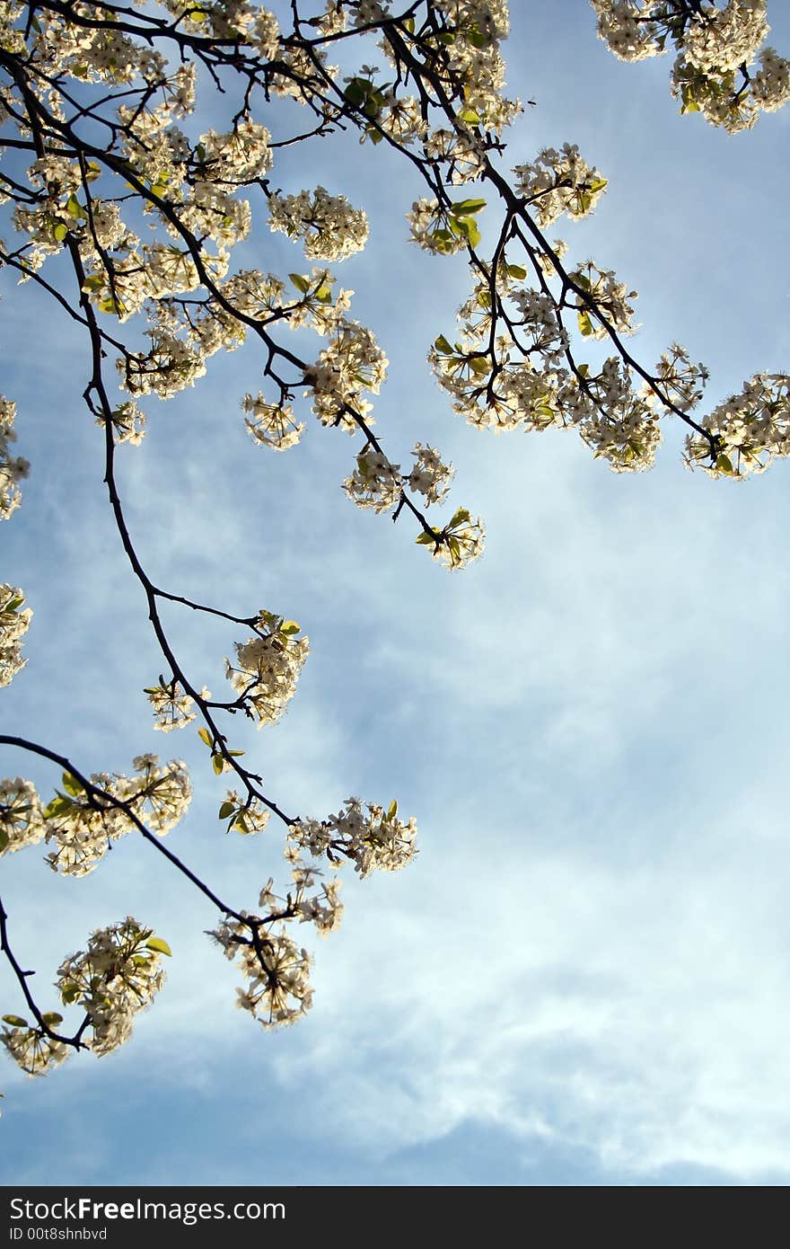 A close-up of some branches of a flowering tree stand out against the blue sky and clouds. A close-up of some branches of a flowering tree stand out against the blue sky and clouds.