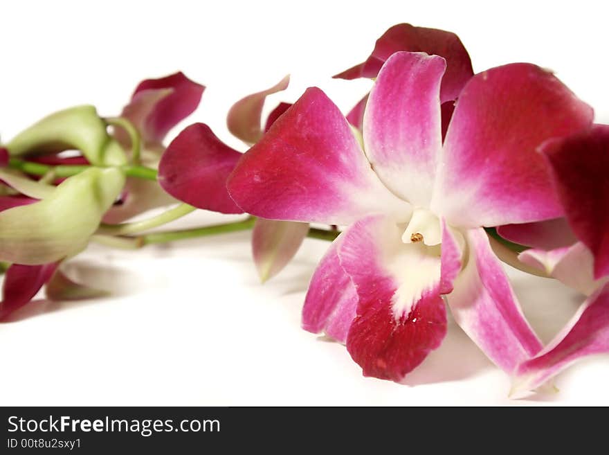 Orchids isolated on white background. Orchids isolated on white background