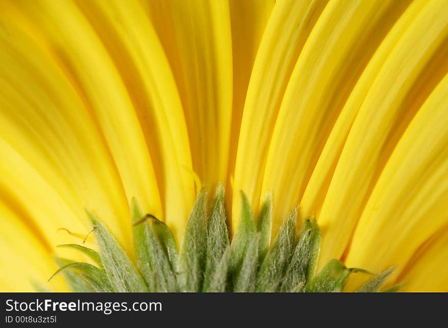 Close up on yellow gerber petals