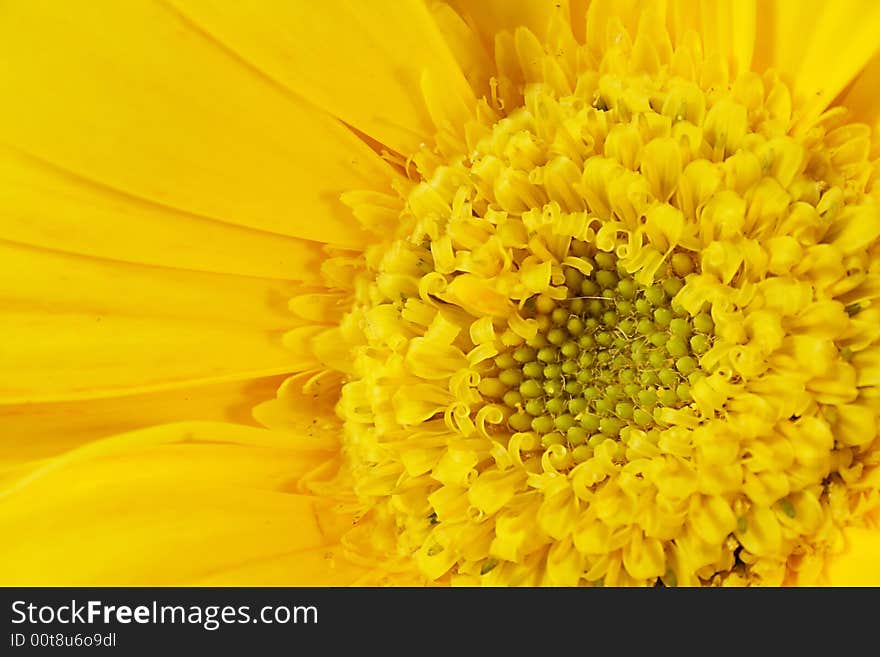 Close up on yellow gerber