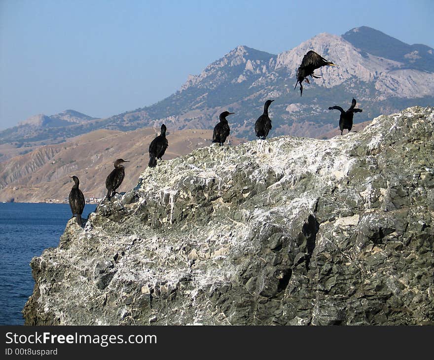 Group of cormorants on a rock on a background of the mountains